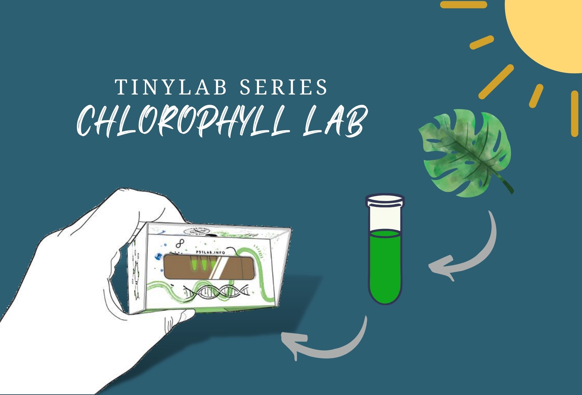 Chlorophyll lab website image